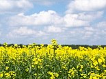 Live talk “Rapeseed is a promising crop”
